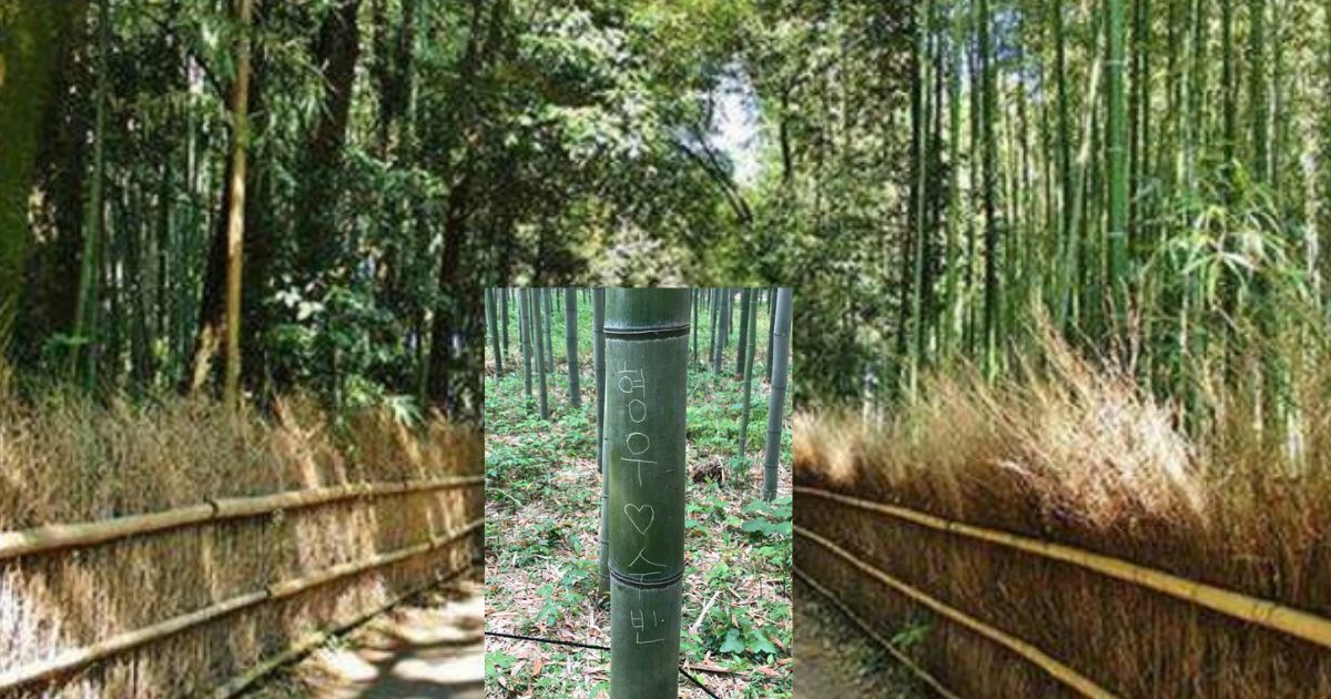 2025年京都インバウンド迷惑行為のイメージ画像